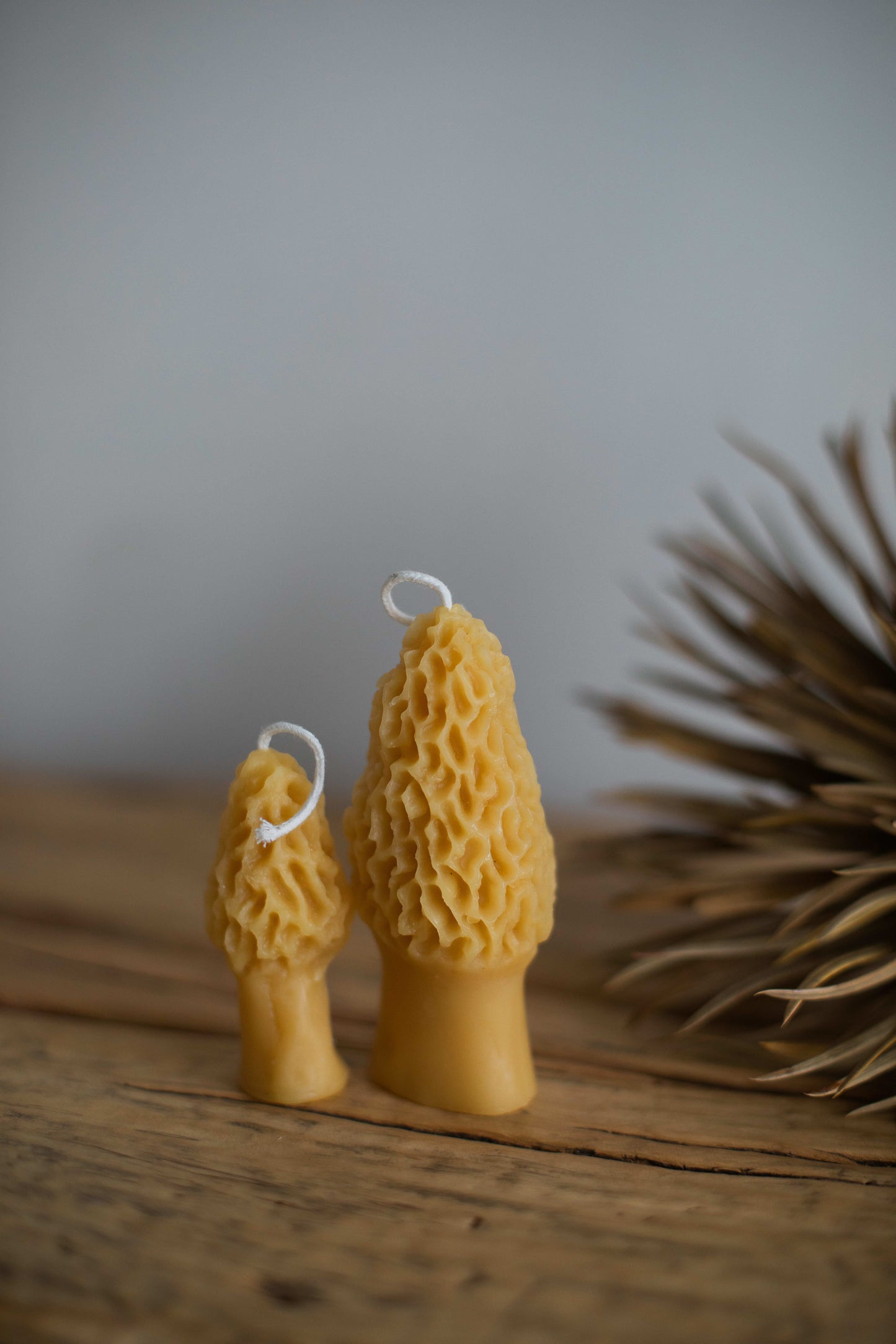 Morels (Set of two)
