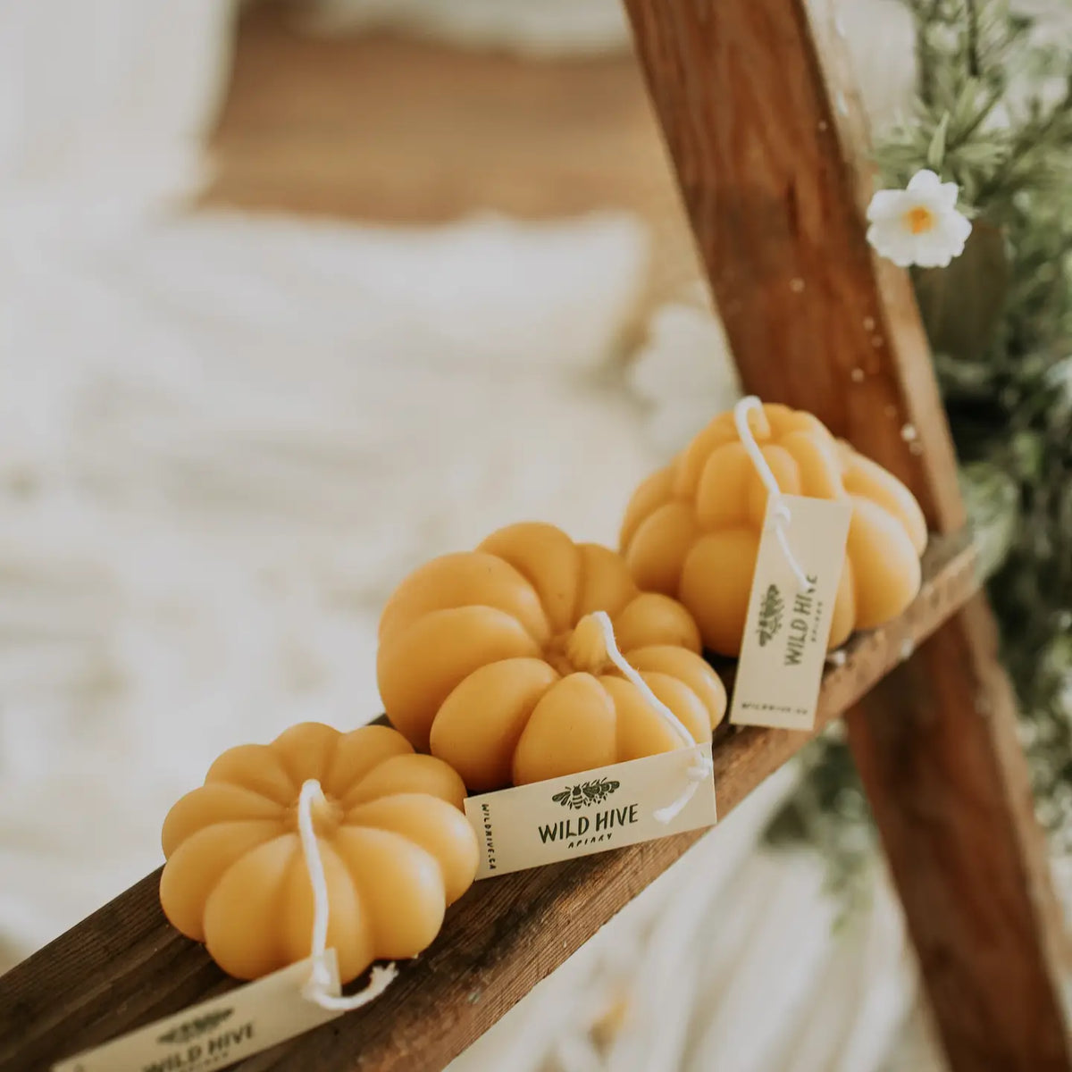 Harvest Pumpkin Collection